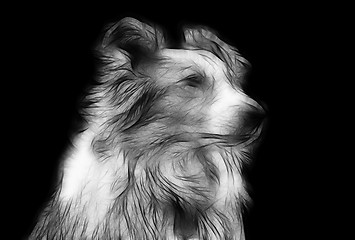 Image showing Artistic Impression Pencil Drawing of Border Collie