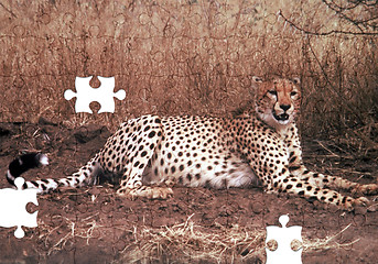 Image showing Cheetah Puzzle with missing pieces