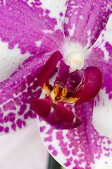 Image showing Pink orchid flower