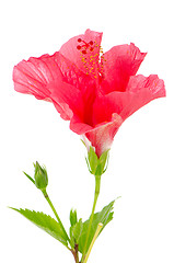 Image showing Beautiful pink hibiscus flower