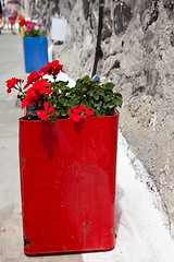 Image showing Colorful geranium pots, Santorini, Greece