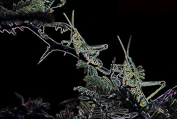 Image showing Locust Lines