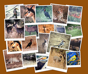 Image showing South African Wild Life Collage