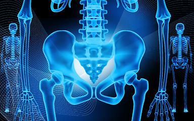 Image showing human pelvis and skeleton