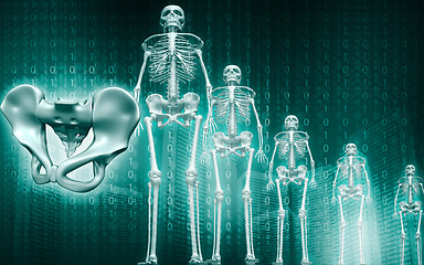 Image showing Skeleton and human pelvis