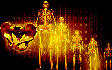 Image showing Skeleton and human pelvis