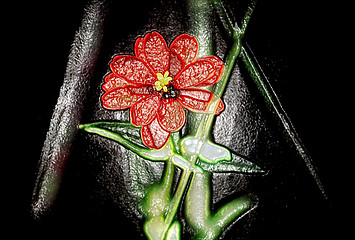 Image showing Red flower