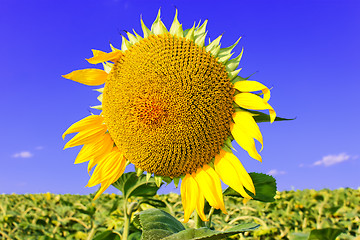 Image showing Sunflower head