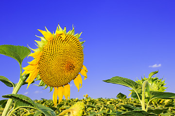 Image showing Ripening sunflower head 