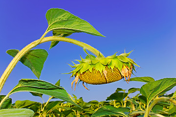 Image showing Sunflower head during ripening