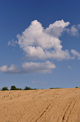 Image showing Grain field and sky