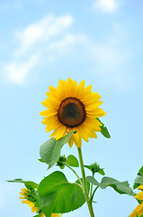 Image showing Sunflower with blue sky