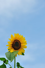 Image showing Sunflower with blue sky