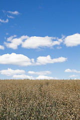 Image showing Rye field