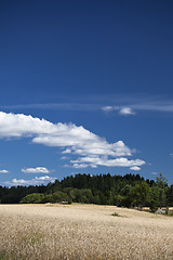 Image showing Rye field and forrest