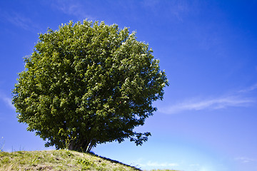 Image showing Single tree