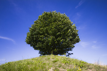 Image showing Single tree