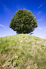 Image showing Single tree