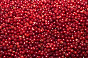 Image showing Red bilberries.