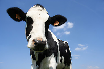 Image showing cow