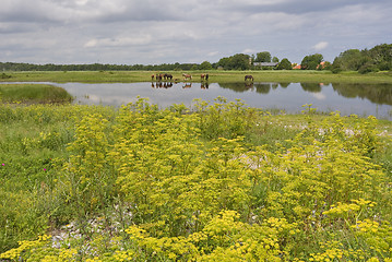 Image showing Horses in the meadow