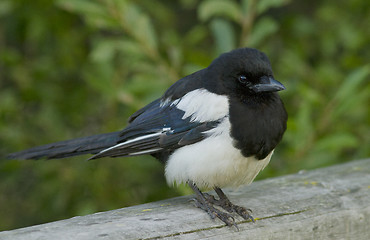 Image showing Magpie 