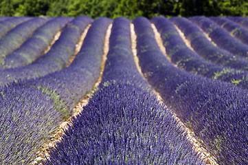 Image showing Lavender