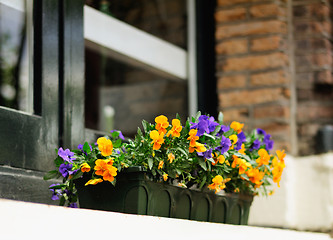 Image showing Flowers decorating window