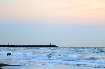 Image showing Dog on the beach looking at sea storm