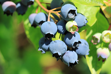 Image showing Northern highbush blueberry