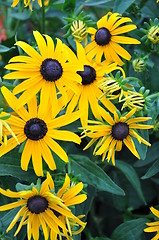 Image showing Sunflowers