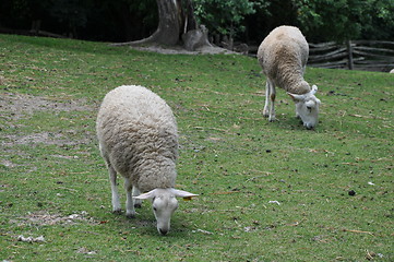 Image showing Sheep