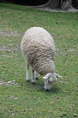 Image showing Sheep