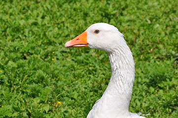 Image showing Goose