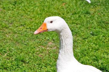 Image showing Goose