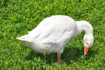 Image showing Goose