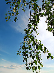 Image showing branch of a birch