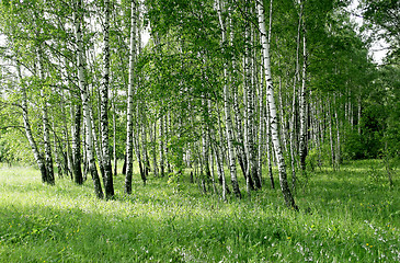 Image showing birch trees