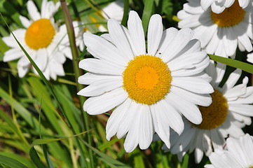 Image showing Sunflowers