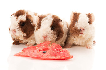 Image showing baby guinea pig