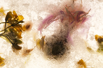 Image showing Frozen flowers. blossoms in the ice cube