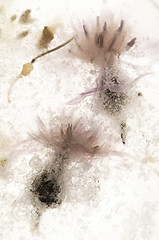 Image showing Frozen flowers. blossoms in the ice cube