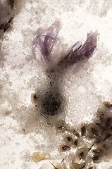 Image showing Frozen flowers. blossoms in the ice cube