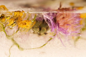 Image showing Frozen flowers. blossoms in the ice cube