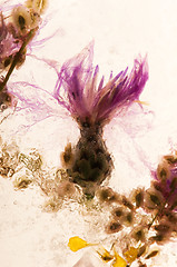 Image showing Frozen flowers. blossoms in the ice cube