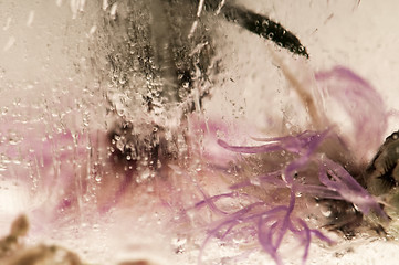 Image showing Frozen flowers. blossoms in the ice cube