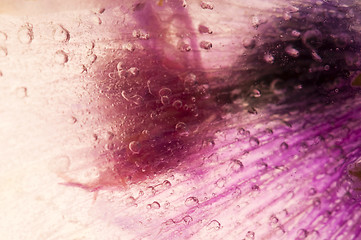 Image showing Frozen flowers. blossoms in the ice cube