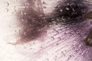 Image showing Frozen flowers. blossoms in the ice cube