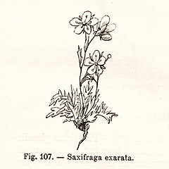 Image showing Vintage flowers illustrations