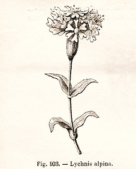 Image showing Vintage flowers illustrations